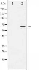 AF6181 staining Hela by IF/ICC. The sample were fixed with PFA and permeabilized in 0.1% Triton X-100,then blocked in 10% serum for 45 minutes at 25¡ãC. The primary antibody was diluted at 1/200 and incubated with the sample for 1 hour at 37¡ãC. An  Alexa Fluor 594 conjugated goat anti-rabbit IgG (H+L) Ab, diluted at 1/600, was used as the secondary antibod