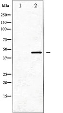 AF6184 at 1/100 staining Rat kidney tissue by IHC-P. The sample was formaldehyde fixed and a heat mediated antigen retrieval step in citrate buffer was performed. The sample was then blocked and incubated with the antibody for 1.5 hours at 22¡ãC. An HRP conjugated goat anti-rabbit antibody was used as the secondary