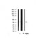 Western blot analysis on rat brain lysate using AOS1 Antibody