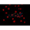 AF0266 staining 293 by IF/ICC. The sample were fixed with PFA and permeabilized in 0.1% Triton X-100,then blocked in 10% serum for 45 minutes at 25¡ãC. The primary antibody was diluted at 1/200 and incubated with the sample for 1 hour at 37¡ãC. An  Alexa Fluor 594 conjugated goat anti-rabbit IgG (H+L) Ab, diluted at 1/600, was used as the secondary antibod
