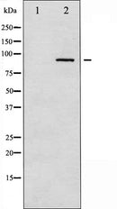 AF6196 staining NIH-3T3 by IF/ICC. The sample were fixed with PFA and permeabilized in 0.1% Triton X-100,then blocked in 10% serum for 45 minutes at 25¡ãC. The primary antibody was diluted at 1/200 and incubated with the sample for 1 hour at 37¡ãC. An  Alexa Fluor 594 conjugated goat anti-rabbit IgG (H+L) Ab, diluted at 1/600, was used as the secondary antibod