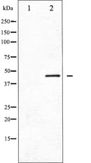 Western blot analysis of Connexin 43 expression in PMA treated K562 whole cell lysates,The lane on the left is treated with the antigen-specific peptide.