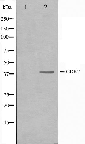 Western blot analysis on HeLa cell lysate using CDK7 Antibody,The lane on the left is treated with the antigen-specific peptide.