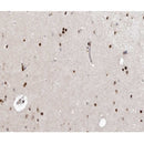 AF0267 at 1/100 staining human brain tissue sections by IHC-P. The tissue was formaldehyde fixed and a heat mediated antigen retrieval step in citrate buffer was performed. The tissue was then blocked and incubated with the antibody for 1.5 hours at 22¡ãC. An HRP conjugated goat anti-rabbit antibody was used as the secondary