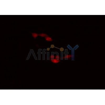 AF0267 staining HeLa cells by IF/ICC. The sample were fixed with PFA and permeabilized in 0.1% Triton X-100,then blocked in 10% serum for 45 minutes at 25¡ãC. The primary antibody was diluted at 1/200 and incubated with the sample for 1 hour at 37¡ãC. An  Alexa Fluor 594 conjugated goat anti-rabbit IgG (H+L) antibody(Cat.