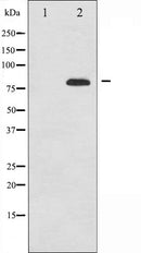 AF6201 staining HeLa by IF/ICC. The sample were fixed with PFA and permeabilized in 0.1% Triton X-100,then blocked in 10% serum for 45 minutes at 25¡ãC. The primary antibody was diluted at 1/200 and incubated with the sample for 1 hour at 37¡ãC. An  Alexa Fluor 594 conjugated goat anti-rabbit IgG (H+L) Ab, diluted at 1/600, was used as the secondary antibod