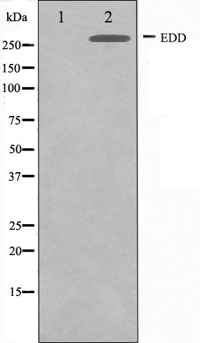 Western blot analysis on A549 cell lysate using EDD Antibody,The lane on the left is treated with the antigen-specific peptide.