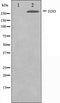 Western blot analysis on A549 cell lysate using EDD Antibody,The lane on the left is treated with the antigen-specific peptide.