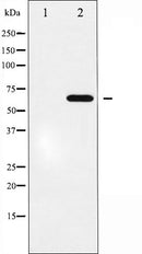 AF6211 staining Hela by IF/ICC. The sample were fixed with PFA and permeabilized in 0.1% Triton X-100,then blocked in 10% serum for 45 minutes at 25¡ãC. The primary antibody was diluted at 1/200 and incubated with the sample for 1 hour at 37¡ãC. An  Alexa Fluor 594 conjugated goat anti-rabbit IgG (H+L) Ab, diluted at 1/600, was used as the secondary antibod