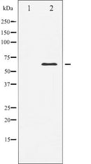 AF6212 at 1/100 staining Mouse testis tissue by IHC-P. The sample was formaldehyde fixed and a heat mediated antigen retrieval step in citrate buffer was performed. The sample was then blocked and incubated with the antibody for 1.5 hours at 22¡ãC. An HRP conjugated goat anti-rabbit antibody was used as the secondary