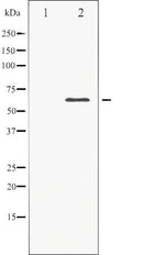 AF6213 at 1/100 staining Mouse testis tissue by IHC-P. The sample was formaldehyde fixed and a heat mediated antigen retrieval step in citrate buffer was performed. The sample was then blocked and incubated with the antibody for 1.5 hours at 22¡ãC. An HRP conjugated goat anti-rabbit antibody was used as the secondary