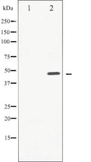 AF6235 staining MCF7 by IF/ICC. The sample were fixed with PFA and permeabilized in 0.1% Triton X-100,then blocked in 10% serum for 45 minutes at 25¡ãC. The primary antibody was diluted at 1/200 and incubated with the sample for 1 hour at 37¡ãC. An  Alexa Fluor 594 conjugated goat anti-rabbit IgG (H+L) Ab, diluted at 1/600, was used as the secondary antibod