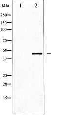 AF6243 at 1/100 staining Mouse pancreas tissue by IHC-P. The sample was formaldehyde fixed and a heat mediated antigen retrieval step in citrate buffer was performed. The sample was then blocked and incubated with the antibody for 1.5 hours at 22¡ãC. An HRP conjugated goat anti-rabbit antibody was used as the secondary