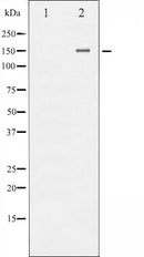 AF6247 staining K562 by IF/ICC. The sample were fixed with PFA and permeabilized in 0.1% Triton X-100,then blocked in 10% serum for 45 minutes at 25¡ãC. The primary antibody was diluted at 1/200 and incubated with the sample for 1 hour at 37¡ãC. An  Alexa Fluor 594 conjugated goat anti-rabbit IgG (H+L) Ab, diluted at 1/600, was used as the secondary antibod