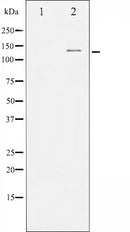 AF6249 staining A549 by IF/ICC. The sample were fixed with PFA and permeabilized in 0.1% Triton X-100,then blocked in 10% serum for 45 minutes at 25¡ãC. The primary antibody was diluted at 1/200 and incubated with the sample for 1 hour at 37¡ãC. An  Alexa Fluor 594 conjugated goat anti-rabbit IgG (H+L) Ab, diluted at 1/600, was used as the secondary antibod