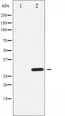 AF6251 staining HepG2 by IF/ICC. The sample were fixed with PFA and permeabilized in 0.1% Triton X-100,then blocked in 10% serum for 45 minutes at 25¡ãC. The primary antibody was diluted at 1/200 and incubated with the sample for 1 hour at 37¡ãC. An  Alexa Fluor 594 conjugated goat anti-rabbit IgG (H+L) Ab, diluted at 1/600, was used as the secondary antibod