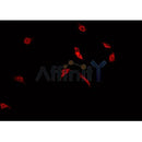 Western blot analysis of extracts from HuvEc, using CDC25B Antibody. Lane 1 was treated with the blocking peptide.