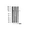 Western blot analysis of extracts of various tissue ,using SENP1 antibody.