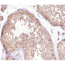 AF0275 at 1/100 staining human testis tissue sections by IHC-P. The tissue was formaldehyde fixed and a heat mediated antigen retrieval step in citrate buffer was performed. The tissue was then blocked and incubated with the antibody for 1.5 hours at 22¡ãC. An HRP conjugated goat anti-rabbit antibody was used as the secondary