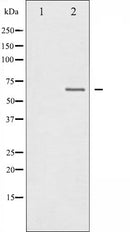 AF6271 staining NIH-3T3 by IF/ICC. The sample were fixed with PFA and permeabilized in 0.1% Triton X-100,then blocked in 10% serum for 45 minutes at 25¡ãC. The primary antibody was diluted at 1/200 and incubated with the sample for 1 hour at 37¡ãC. An  Alexa Fluor 594 conjugated goat anti-rabbit IgG (H+L) Ab, diluted at 1/600, was used as the secondary antibod