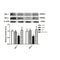 AF6273 at 1/100 staining Mouse lung tissue by IHC-P. The sample was formaldehyde fixed and a heat mediated antigen retrieval step in citrate buffer was performed. The sample was then blocked and incubated with the antibody for 1.5 hours at 22¡ãC. An HRP conjugated goat anti-rabbit antibody was used as the secondary