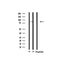 Western blot analysis of extracts from 293, using SENP5 Antibody.