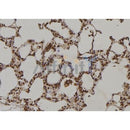 Western blot analysis of extracts from various samples, using MEK2 Antibody.
 Lane 1: HepG2 treated with blocking peptide;
 Lane 2: HepG2;
Lane 3: B16f10;
Lane 4: Mouse brain.