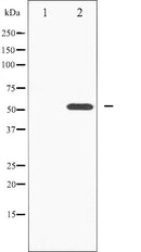 AF6297 staining HT29 by IF/ICC. The sample were fixed with PFA and permeabilized in 0.1% Triton X-100,then blocked in 10% serum for 45 minutes at 25¡ãC. The primary antibody was diluted at 1/200 and incubated with the sample for 1 hour at 37¡ãC. An  Alexa Fluor 594 conjugated goat anti-rabbit IgG (H+L) Ab, diluted at 1/600, was used as the secondary antibod