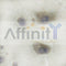 AF6298 at 1/100 staining Mouse testis tissue by IHC-P. The sample was formaldehyde fixed and a heat mediated antigen retrieval step in citrate buffer was performed. The sample was then blocked and incubated with the antibody for 1.5 hours at 22¡ãC. An HRP conjugated goat anti-rabbit antibody was used as the secondary