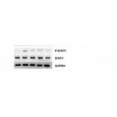Western blot analysis of extracts from VERO, using STAT1 Antibody. The lane on the left was treated with blocking peptide.