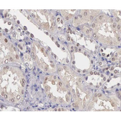 AF0279 at 1/100 staining human kidney tissue sections by IHC-P. The tissue was formaldehyde fixed and a heat mediated antigen retrieval step in citrate buffer was performed. The tissue was then blocked and incubated with the antibody for 1.5 hours at 22¡ãC. An HRP conjugated goat anti-rabbit antibody was used as the secondary