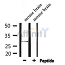 Western blot analysis of extracts from mouse brain, using SENP8 Antibody.