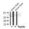 Western blot analysis of extracts from mouse brain, using SENP8 Antibody.