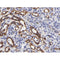 eNOS Antibody for IHC in human spleen tissue