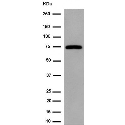 AF6427 at 1/100 staining Mouse colon tissue by IHC-P. The sample was formaldehyde fixed and a heat mediated antigen retrieval step in citrate buffer was performed. The sample was then blocked and incubated with the antibody for 1.5 hours at 22¡ãC. An HRP conjugated goat anti-rabbit antibody was used as the secondary