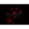AF0280 staining 293 by IF/ICC. The sample were fixed with PFA and permeabilized in 0.1% Triton X-100,then blocked in 10% serum for 45 minutes at 25¡ãC. The primary antibody was diluted at 1/200 and incubated with the sample for 1 hour at 37¡ãC. An  Alexa Fluor 594 conjugated goat anti-rabbit IgG (H+L) Ab, diluted at 1/600, was used as the secondary antibod