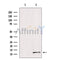 Western blot analysis of extracts from HepG2, using Sumo1 Antibody. Lane 1 was treated with the blocking peptide.
