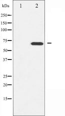 AF6482 staining COS7 by IF/ICC. The sample were fixed with PFA and permeabilized in 0.1% Triton X-100,then blocked in 10% serum for 45 minutes at 25¡ãC. The primary antibody was diluted at 1/200 and incubated with the sample for 1 hour at 37¡ãC. An  Alexa Fluor 594 conjugated goat anti-rabbit IgG (H+L) Ab, diluted at 1/600, was used as the secondary antibod