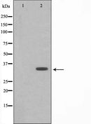 AF6487 at 1/100 staining Rat brain tissue by IHC-P. The sample was formaldehyde fixed and a heat mediated antigen retrieval step in citrate buffer was performed. The sample was then blocked and incubated with the antibody for 1.5 hours at 22¡ãC. An HRP conjugated goat anti-rabbit antibody was used as the secondary
