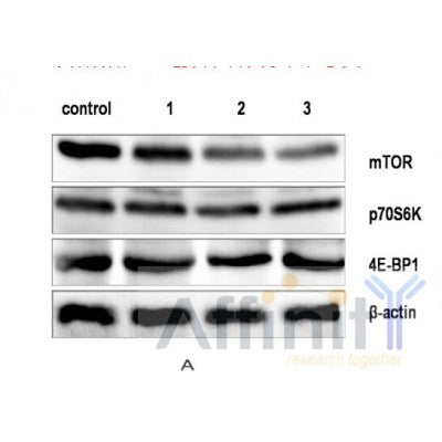Western blot analysis of extracts from B16F10, using mTOR Antibody. Lane 1 was treated with the blocking peptide.