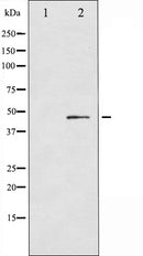 AF6316 staining 293 by IF/ICC. The sample were fixed with PFA and permeabilized in 0.1% Triton X-100,then blocked in 10% serum for 45 minutes at 25¡ãC. The primary antibody was diluted at 1/200 and incubated with the sample for 1 hour at 37¡ãC. An  Alexa Fluor 594 conjugated goat anti-rabbit IgG (H+L) Ab, diluted at 1/600, was used as the secondary antibod