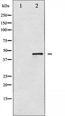 Western blot analysis of SEK1/MKK4 expression in NIH-3T3 whole cell lysates,The lane on the left is treated with the antigen-specific peptide.