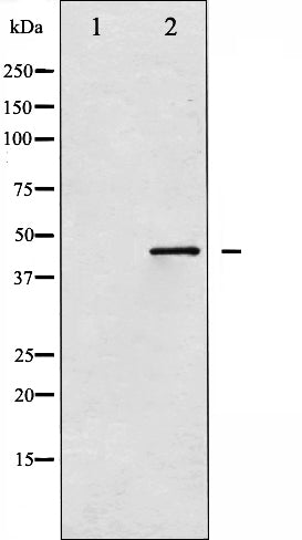 Western blot analysis of SEK1/MKK4 expression in NIH-3T3 whole cell lysates,The lane on the left is treated with the antigen-specific peptide.