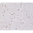 AF0283 at 1/100 staining human brain tissue sections by IHC-P. The tissue was formaldehyde fixed and a heat mediated antigen retrieval step in citrate buffer was performed. The tissue was then blocked and incubated with the antibody for 1.5 hours at 22¡ãC. An HRP conjugated goat anti-rabbit antibody was used as the secondary