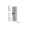Western blot analysis of GSK3 alpha/beta using various lysates Lanes 1 - 2: Merged signal (red and green). Green - AF6335 observed at 51,46kDa. Red - loading control, T0023, observed at 55 kDa. Blots were developed with Goat Anti-Rabbit IgG(H+L) FITC–conjugated (S0008) and Goat Anti-Mouse IgG(H+L) Alexa Fluor 594–conjugated  (S0005) secondary antibodies