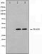 Western blot analysis on COS7 and HuvEc cell lysate using TRADD Antibody.The lane on the left is treated with the antigen-specific peptide.