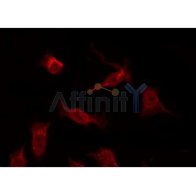 AF0284 staining COS7 by IF/ICC. The sample were fixed with PFA and permeabilized in 0.1% Triton X-100,then blocked in 10% serum for 45 minutes at 25¡ãC. The primary antibody was diluted at 1/200 and incubated with the sample for 1 hour at 37¡ãC. An  Alexa Fluor 594 conjugated goat anti-rabbit IgG (H+L) Ab, diluted at 1/600, was used as the secondary antibod