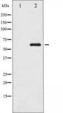 AF6345 staining NIH-3T3 by IF/ICC. The sample were fixed with PFA and permeabilized in 0.1% Triton X-100,then blocked in 10% serum for 45 minutes at 25¡ãC. The primary antibody was diluted at 1/200 and incubated with the sample for 1 hour at 37¡ãC. An  Alexa Fluor 594 conjugated goat anti-rabbit IgG (H+L) Ab, diluted at 1/600, was used as the secondary antibod