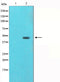 Western blot analysis on mouse brain cell lysate using Tubulin gamma Antibody.The lane on the left is treated with the antigen-specific peptide.