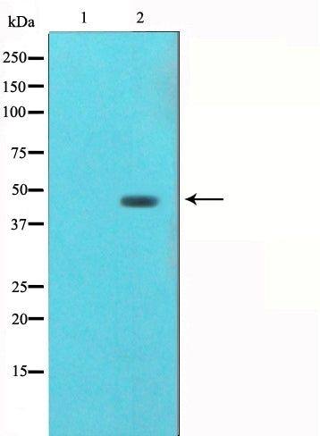 Western blot analysis on mouse brain cell lysate using Tubulin gamma Antibody.The lane on the left is treated with the antigen-specific peptide.